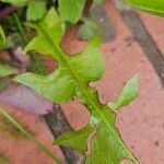 Taraxacum rubicundum Hoja