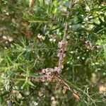 Melaleuca styphelioides Frucht