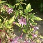 Jasminum beesianum Flor