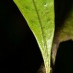 Microgramma thurnii Leaf