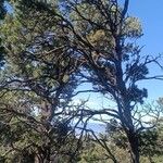 Pinus edulis Hábitos