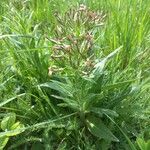 Hesperis tristis Hábito