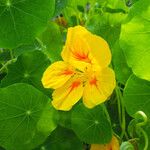 Tropaeolum majus Virág