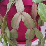 Schlumbergera bridgesii葉