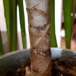 Dracaena reflexa बार्क (छाल)