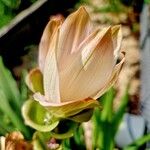 Curcuma alismatifolia 花