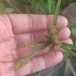 Cyperus hermaphroditus Meyve