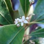 Phelline lucida Flower