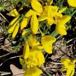 Cytisus decumbens Flor