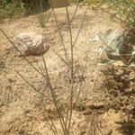 Asclepias albicans Celota