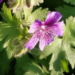 Geranium ibericum Frunză