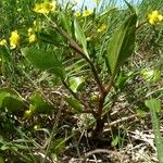 Ranunculus ophioglossifolius Libunga