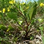 Ranunculus ophioglossifolius Habit