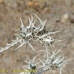 Scolymus maculatus Fruto