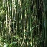 Phyllostachys reticulata Casca