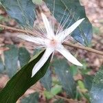 Ryania speciosa Flower