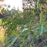 Phyllostachys sulphurea Habit