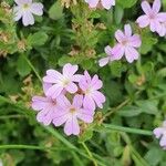 Erinus alpinus Flower