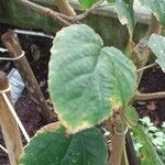 Mallotus oppositifolius Leaf