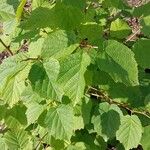 Corylus cornuta Leaf