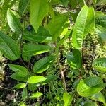 Smilax laurifolia Plod