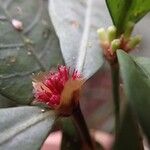 Psychotria microglossa Flower