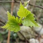 Betula pubescens Frunză