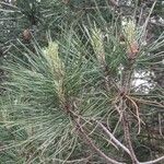 Pinus pinaster Leht