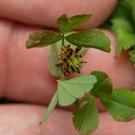 Trifolium spadiceum Natur