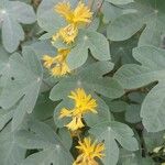 Tropaeolum boliviense Kukka