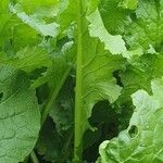Brassica juncea बार्क (छाल)