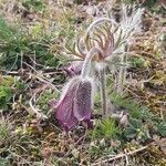 Anemone pratensis Λουλούδι