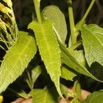 Neurolaena lobata Leaf