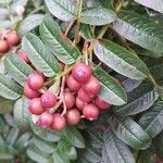 Sorbus scalaris Fruit