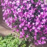 Malcolmia maritima പുഷ്പം