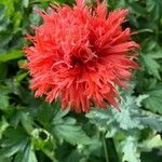 Papaver somniferumFlors