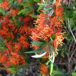 Embothrium coccineum Otro