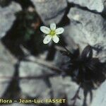 Arenaria provincialis Квітка