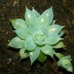 Graptopetalum macdougallii Leaf