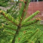 Picea omorikaΣυνήθη χαρακτηριστικά