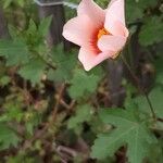 Modiola caroliniana Flower