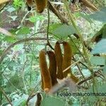 Mucuna pruriens Gyümölcs