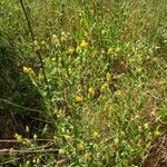 Crepis foetida Kvet