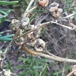 Ruta chalepensis Fruto