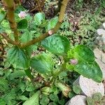 Begonia hirtella Blad