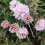 Armeria alpina 花