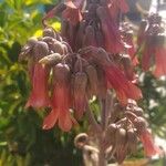 Kalanchoe delagoensis Flower