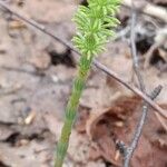 Equisetum pratense Лист