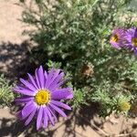 Machaeranthera tanacetifolia Blomst