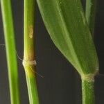 Urochloa glumaris Ŝelo